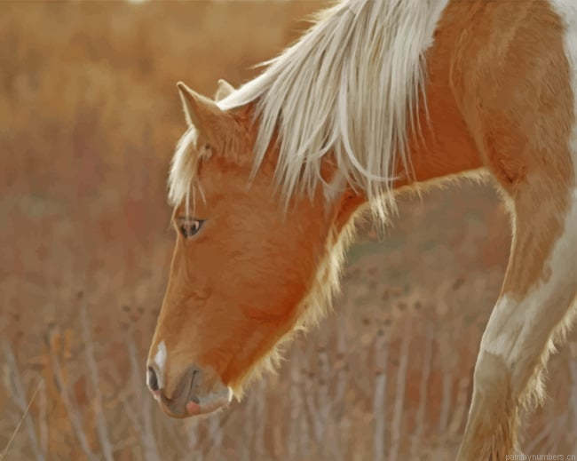 Pony Horse Grazing Animals Painting By Numberss.png