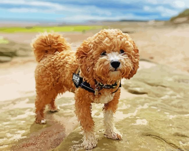 Poochon Dog Animal Painting By Numberss.png