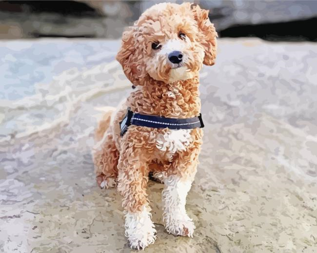 Poochon Dog Painting By Numberss.png