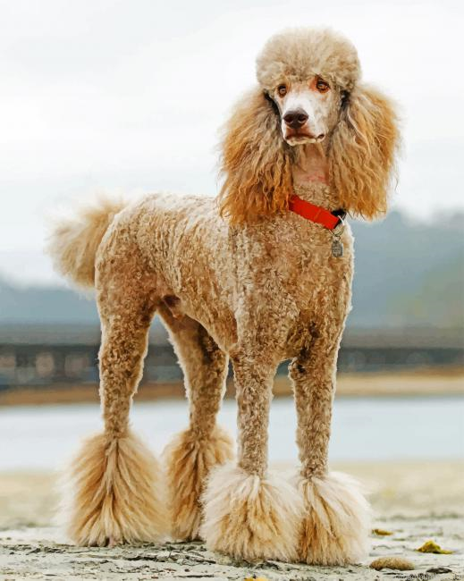 Poodle Dog Painting By Numberss.png