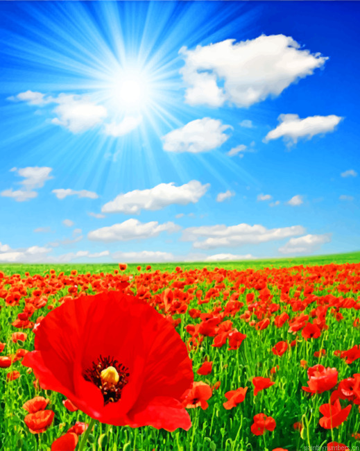 Poppies Field Painting By Numberss.png