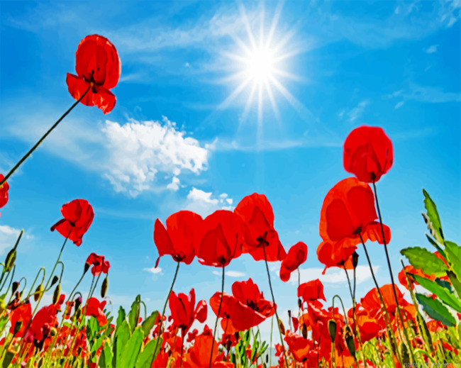 Poppy Field Painting By Numberss.png