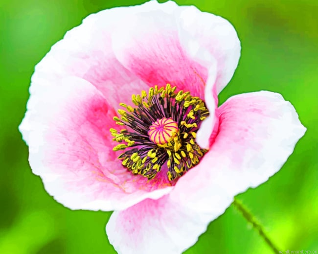 Poppy Flower Petals Painting By Numberss.png