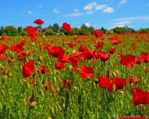 Poppy Flowers Field Painting By Numberss.png