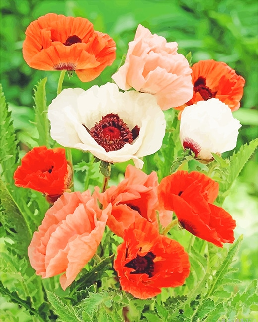 Poppy Red And White Flowers Painting By Numberss.png