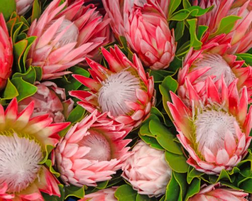 Pretty Protea Flowers Painting By Numbers.png