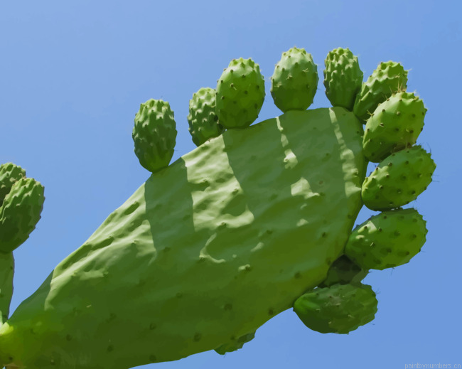Prickly Pear Cactus Plants Painting By Numberss.png