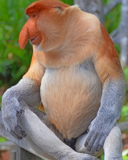 Proboscis Monkey Animals Painting By Numberss.png