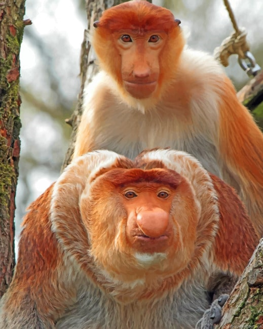 Proboscis Monkeys Animals Painting By Numberss.png