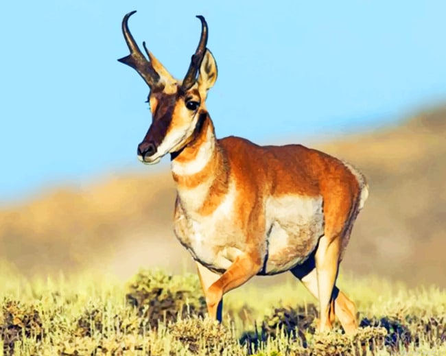 Pronghorn Antelope Animal Painting By Numberss.png