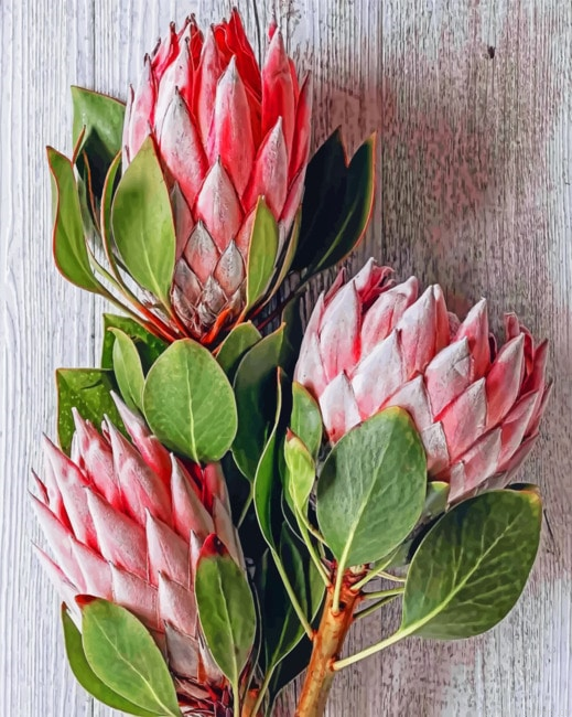 Protea Plants Painting By Numbers.png