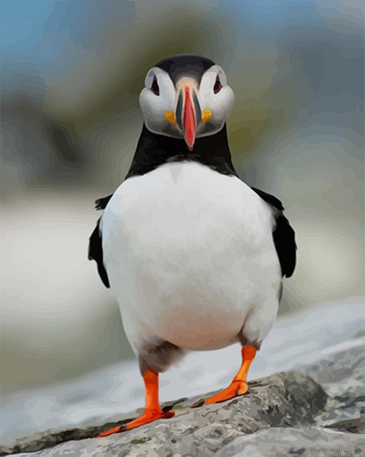 Puffin Bird Painting By Numbers.png