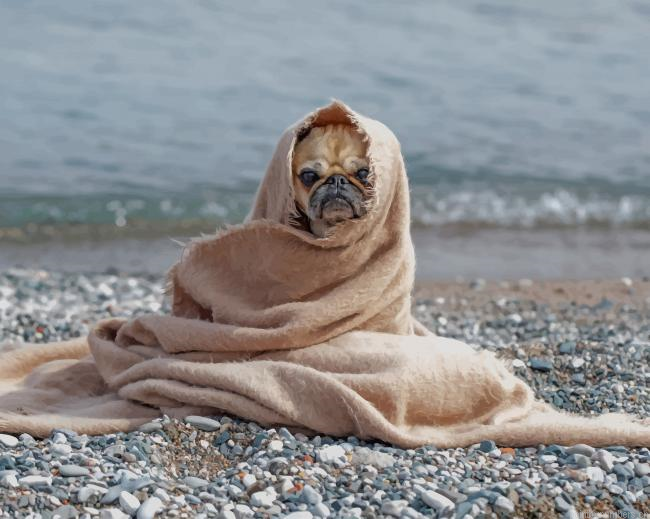 Pug Dog In Blanket Animals Painting By Numberss.png