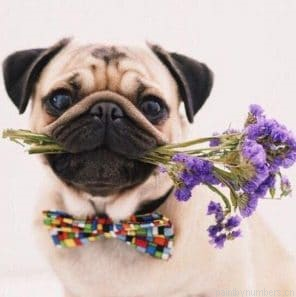 Pug Dog And Flowers Painting By Numbers.png