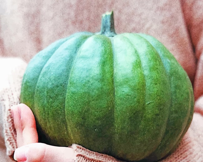 Pumpkin In Hands Vegetables Painting By Numberss.png