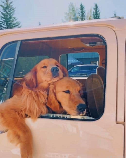 Puppies In Car Animals Painting By Numberss.png