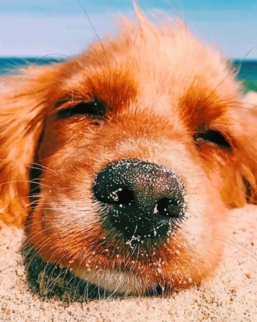 Puppy In The Beach Animals Painting By Numberss.png