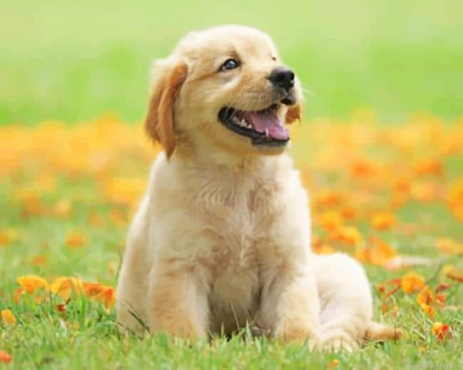 Puppy In The Garden Animals Painting By Numberss.png