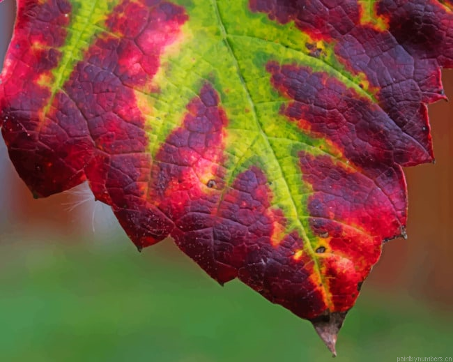 Purple And Green Leaf Plants Painting By Numberss.png