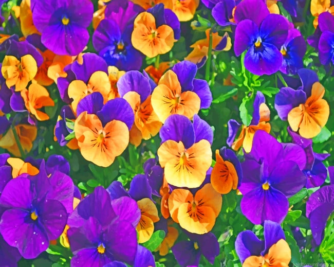 Purple And Yellow Pansies Flowers Painting By Numbers.png