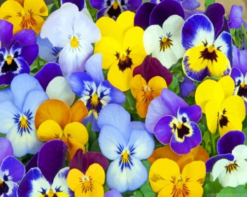 Purple And Yellow Pansy Painting By Numbers.png