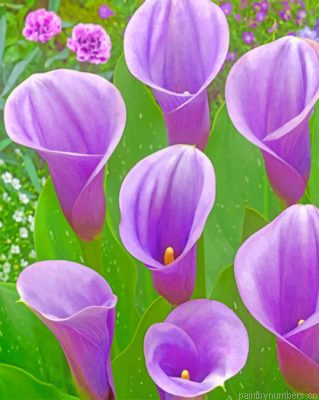Purple Arum Lilies Painting By Numberss.png