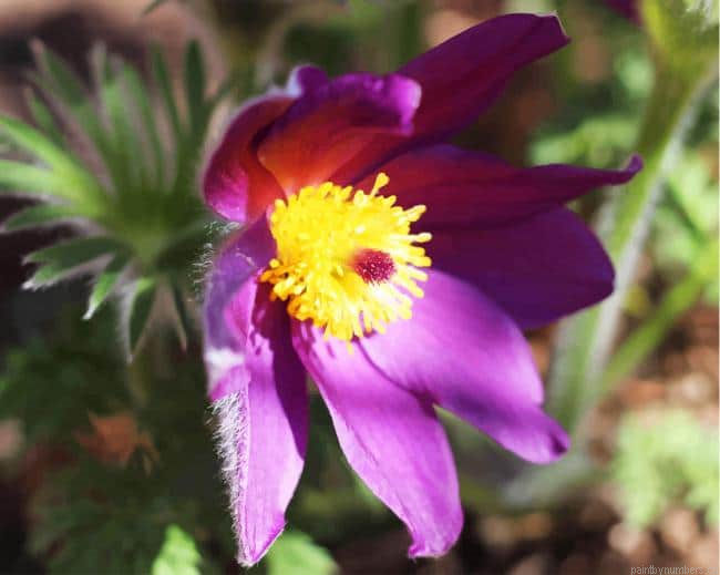 Purple Aster Plants Painting By Numberss.png