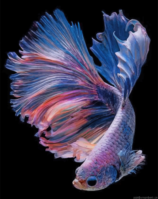 Purple Betta Fishe Vector Painting By Numbers.png