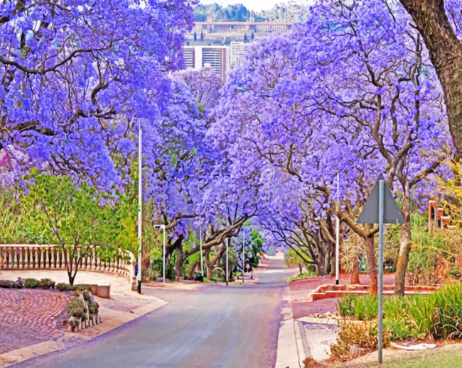 Purple Bloom Pretoria Painting By Numbers.png