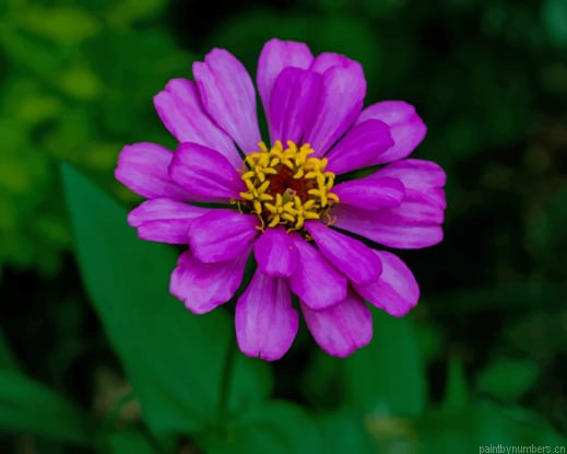 Purple Blossom In Garden Flowers Painting By Numberss.png