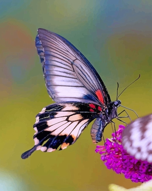 Purple Butterfly Insects Painting By Numberss.png