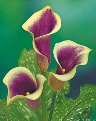 Purple Calla Lily Painting By Numbers.png