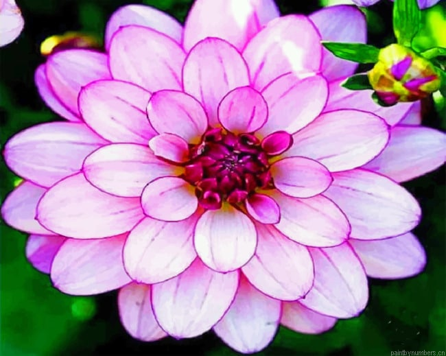 Purple Dahlia Painting By Numberss.png