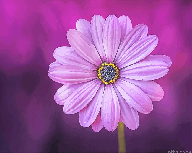Purple Daisy Flowers Painting By Numberss.png