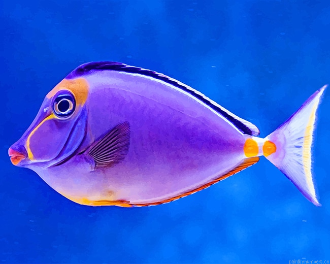 Purple Fish Painting By Numberss.png