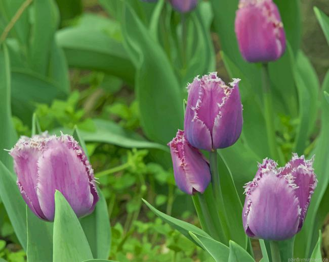 Purple Fringed Tulips Painting By Numberss.png