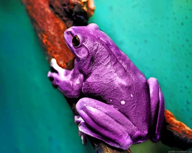 Purple Frog Amphibians Painting By Numberss.png