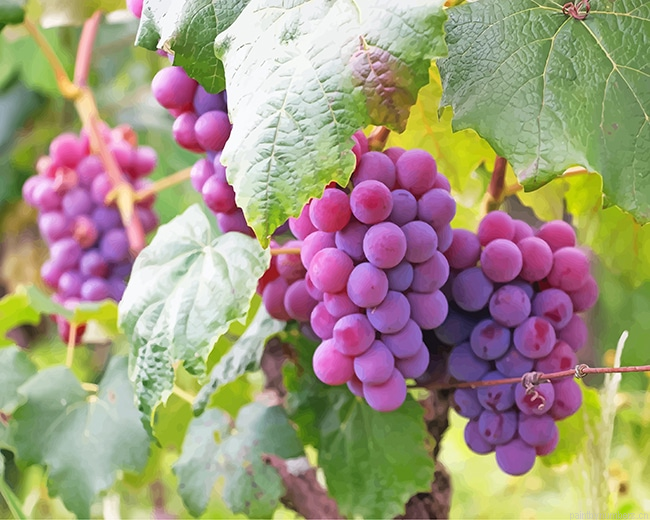 Purple Grape Fruits Painting By Numberss.png