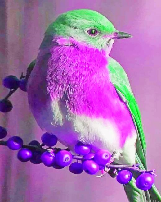 Purple Green Bird Painting By Numbers.png