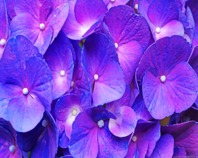 Purple Hydrangea Plants Painting By Numberss.png