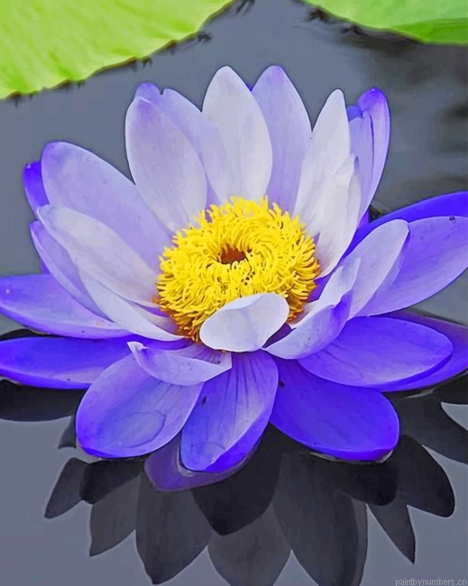 Purple Lotus Flower Painting By Numberss.png
