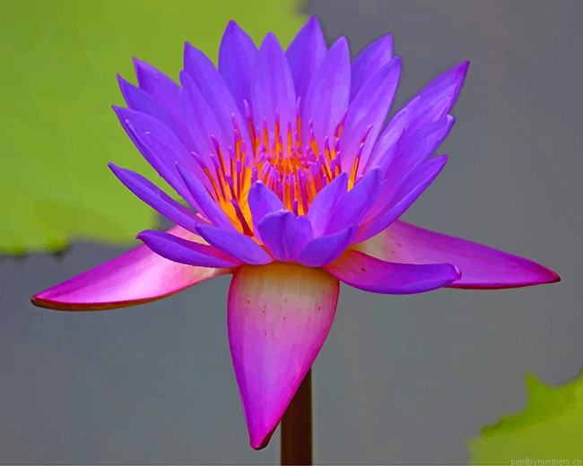 Purple Lotus Painting By Numberss.png