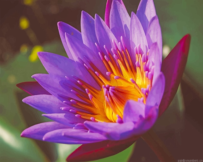 Purple Lotus Plants Painting By Numberss.png