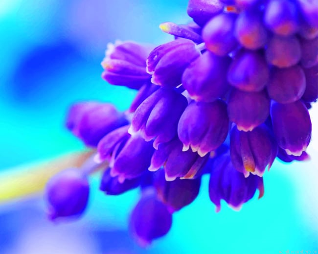 Purple Muscari Plants Painting By Numberss.png