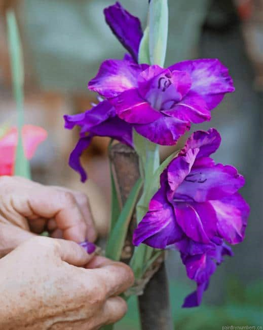 Purple Netted Iris Painting By Numbers.png