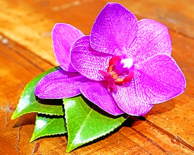 Purple Orchid Flower Painting By Numberss.png