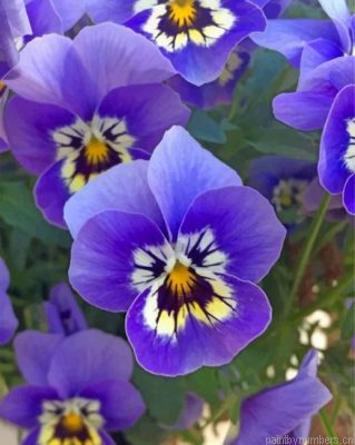 Purple Pansies Painting By Numbers.png