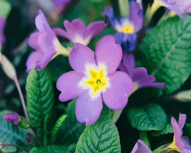 Purple Primrose Flower New Painting By Numbers.png