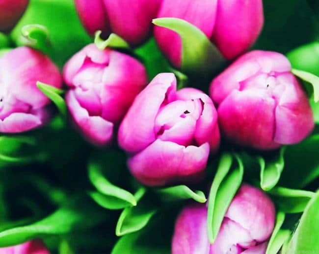 Purple Shallow Tulips Flowers Painting By Numberss.png
