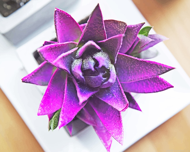 Purple Succulent Plants Painting By Numbers.png